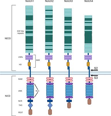 Role of Notch2 pathway in mature B cell malignancies